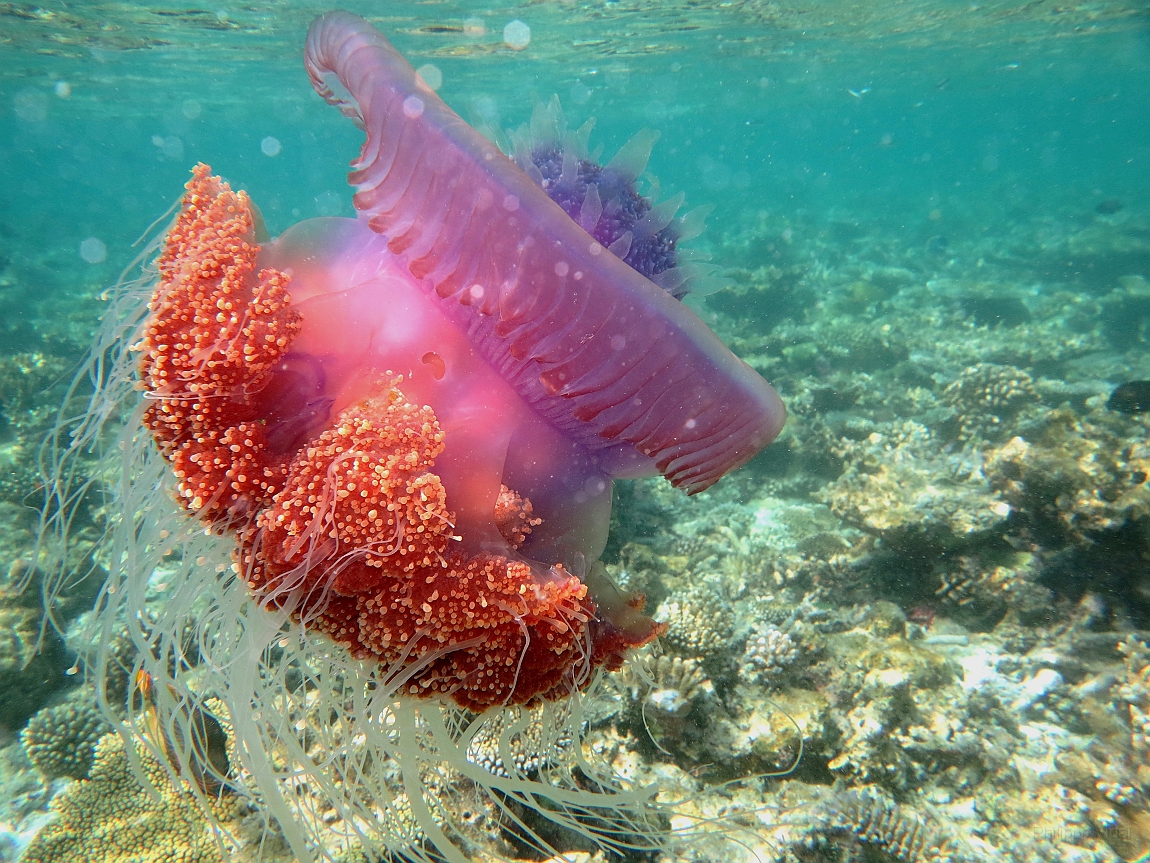 IMG_1333rf_Maldives_Madoogali_House reef_Meduse.jpg
